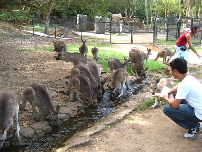Рядом с кенгуру